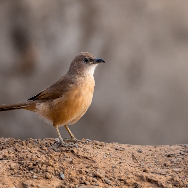 Fulvous Babbler, Fulvous Chatterer, Argya fulva, Turdoides fulva. Sahara desert, Morocco.