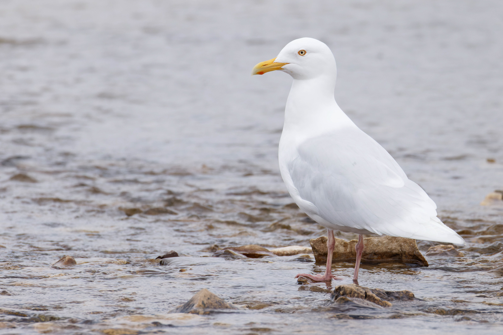Glaucous Gull