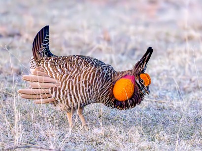 Colorado Grouse