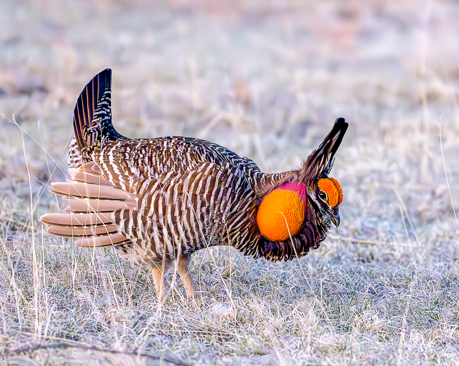 Greater Prairie Chicken