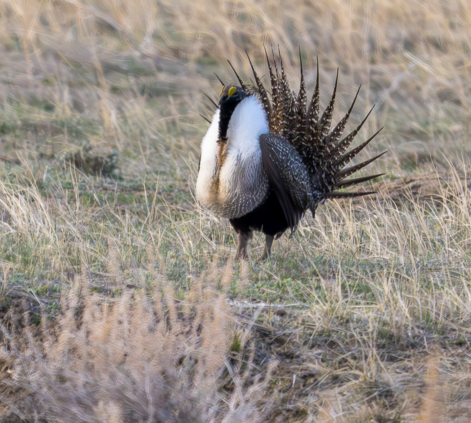 Greater Sage Grouse