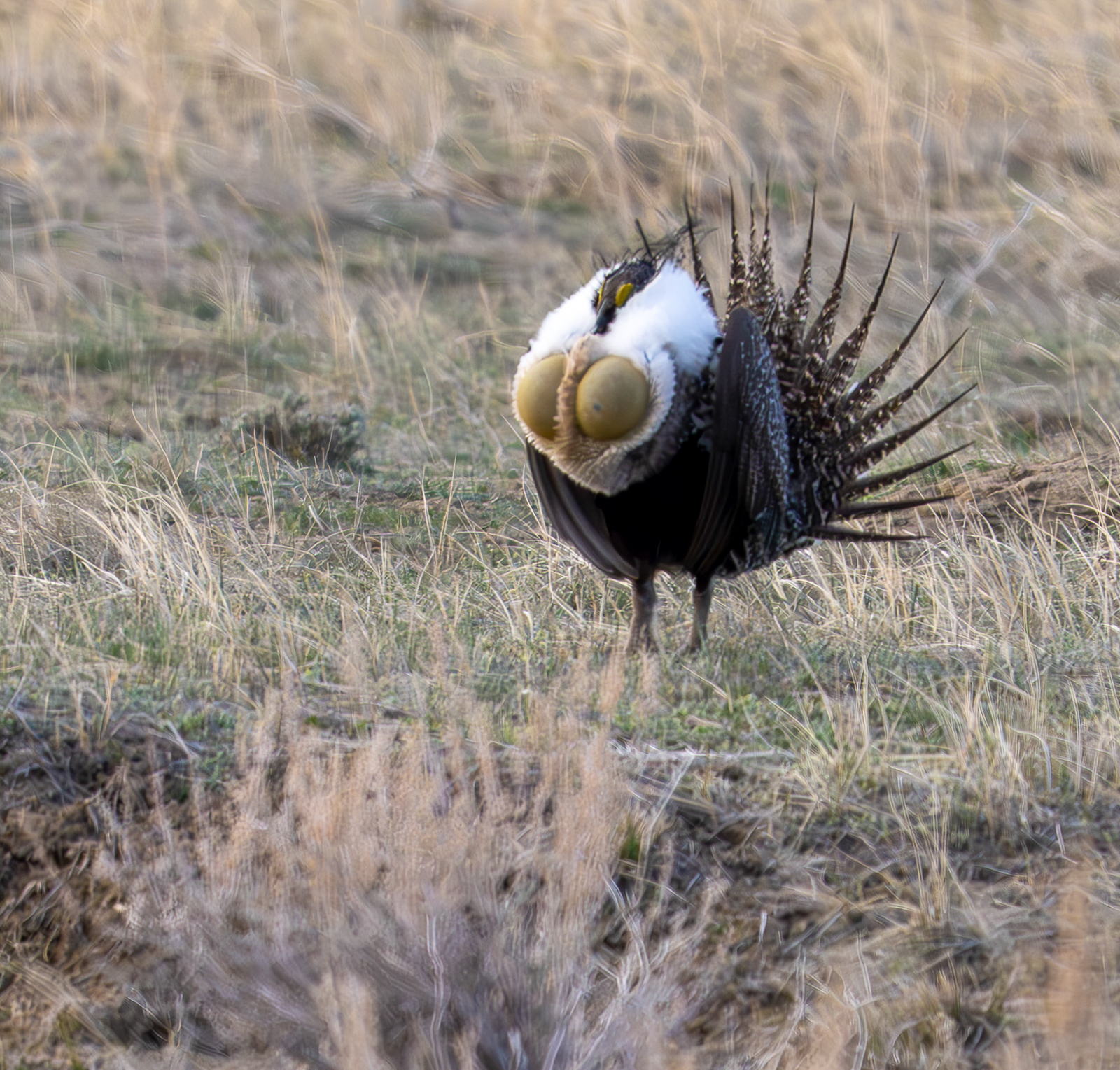 Greater Sage-Grouse
