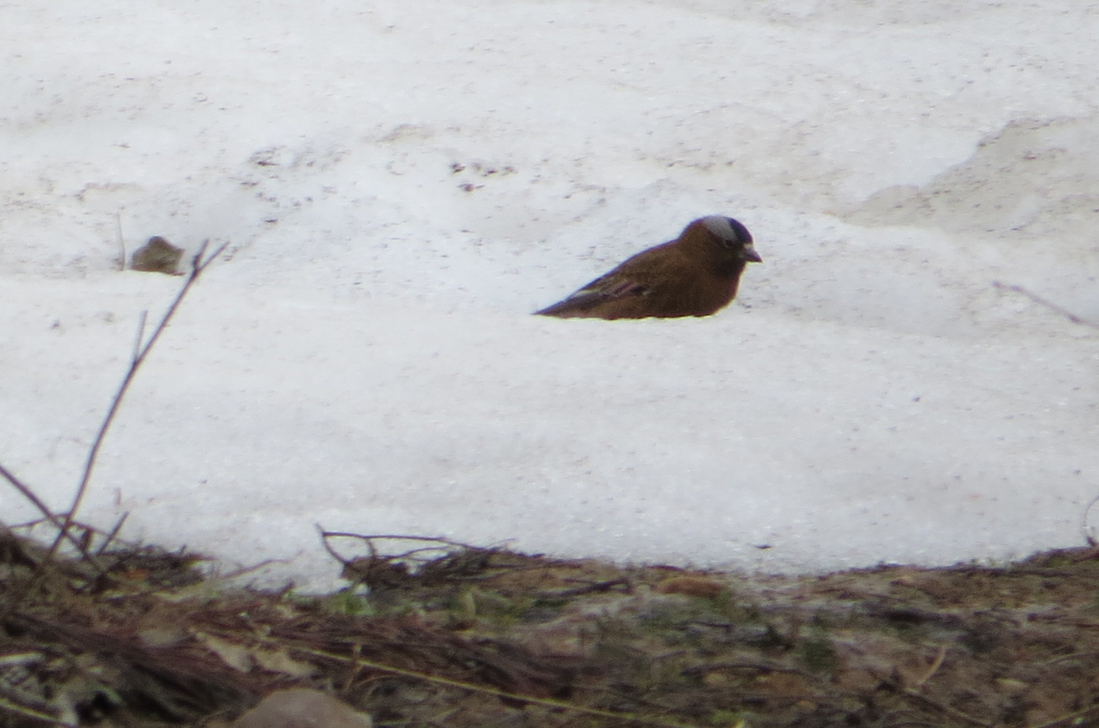Gray-crowned Rosy-Finch