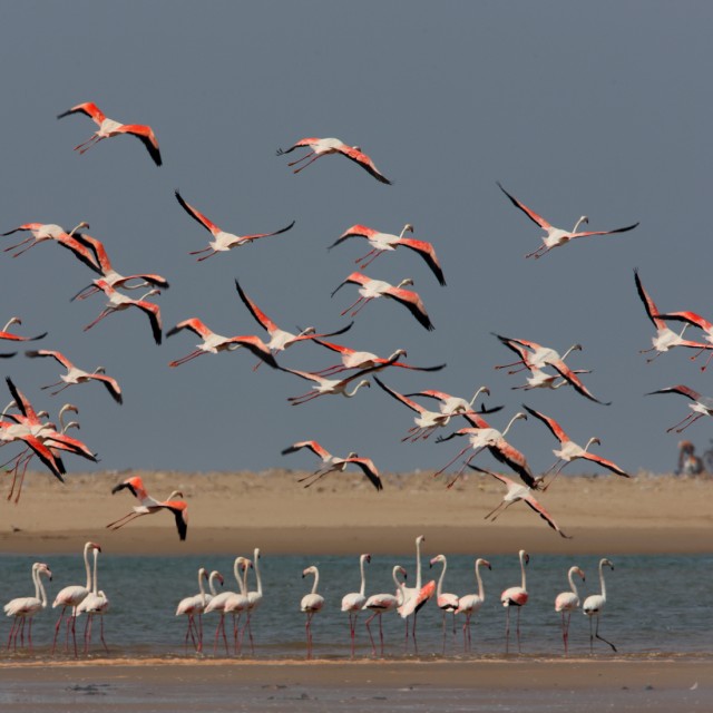 Greater Flamingo (Phoenicopterus ruber) flock landing in Morocco