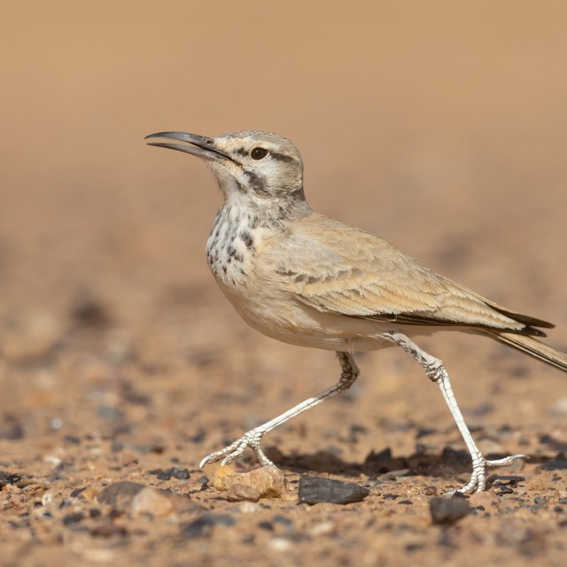 Greater Hoopoe Lark