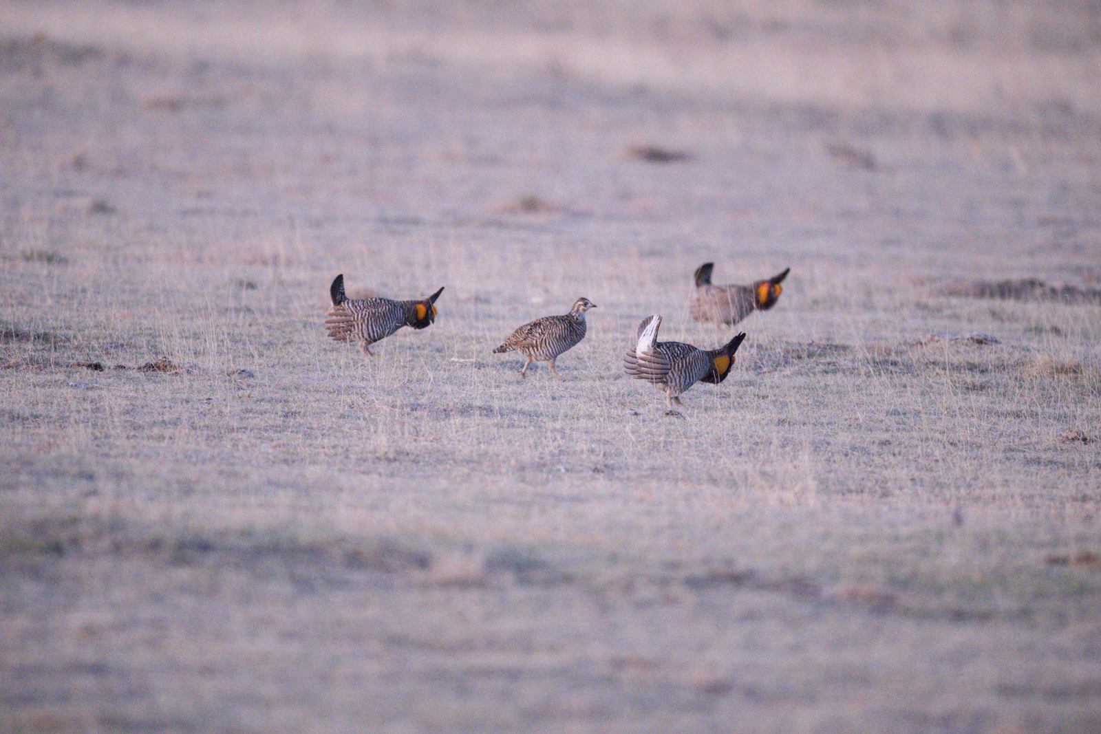 Greater Prairie-Chickens