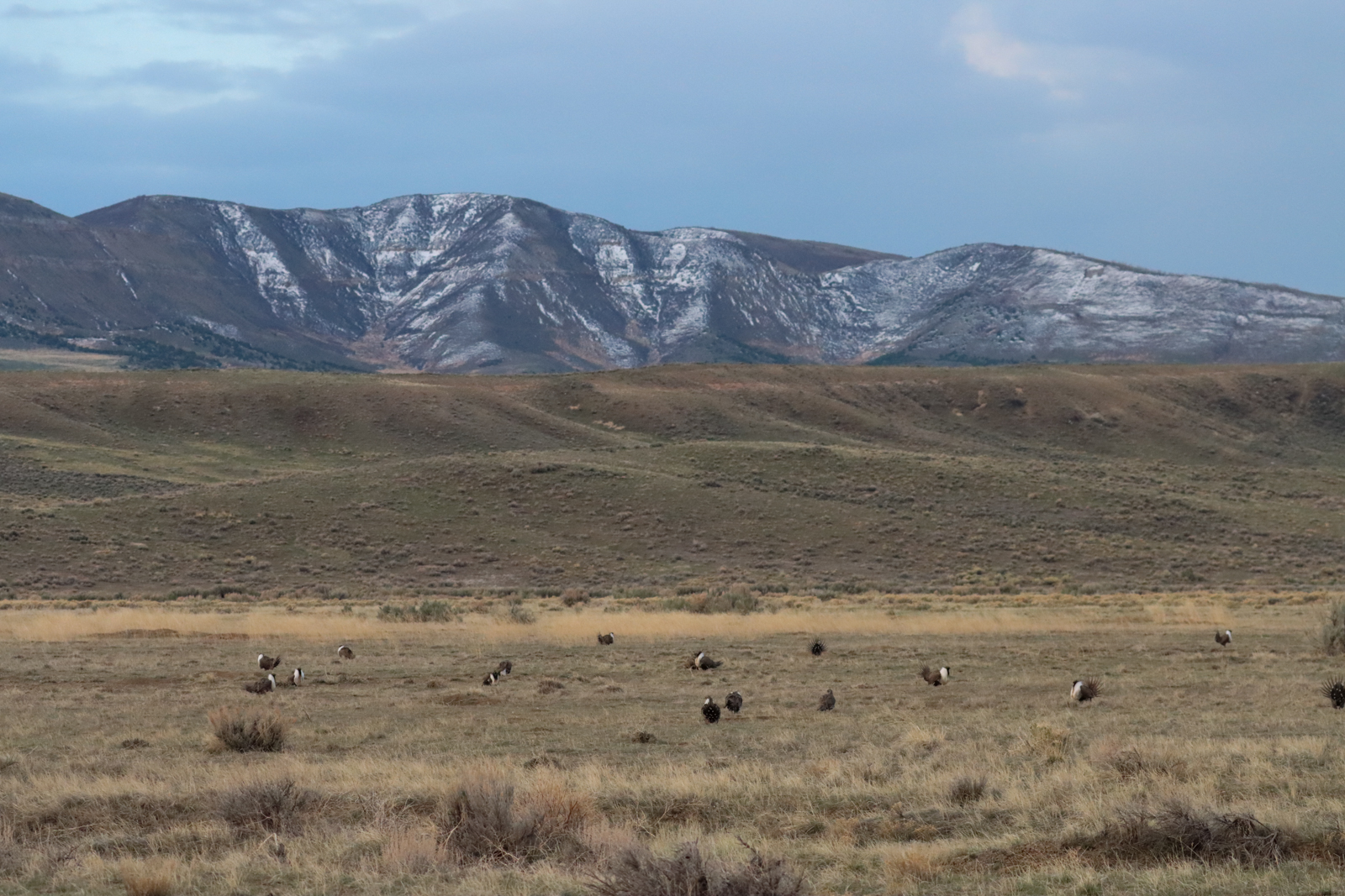Greater Sage-Grouse lek