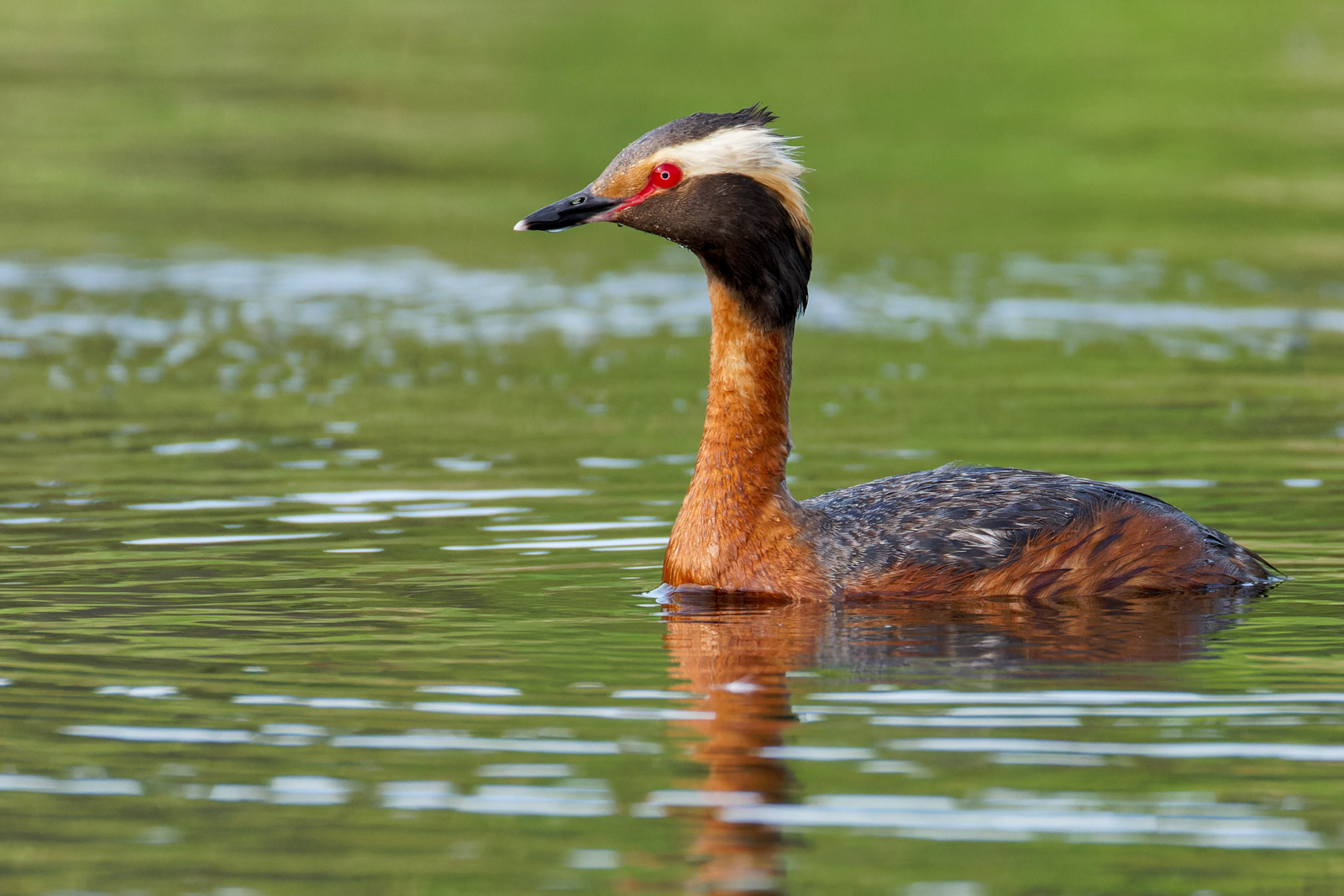 Horned Grebe