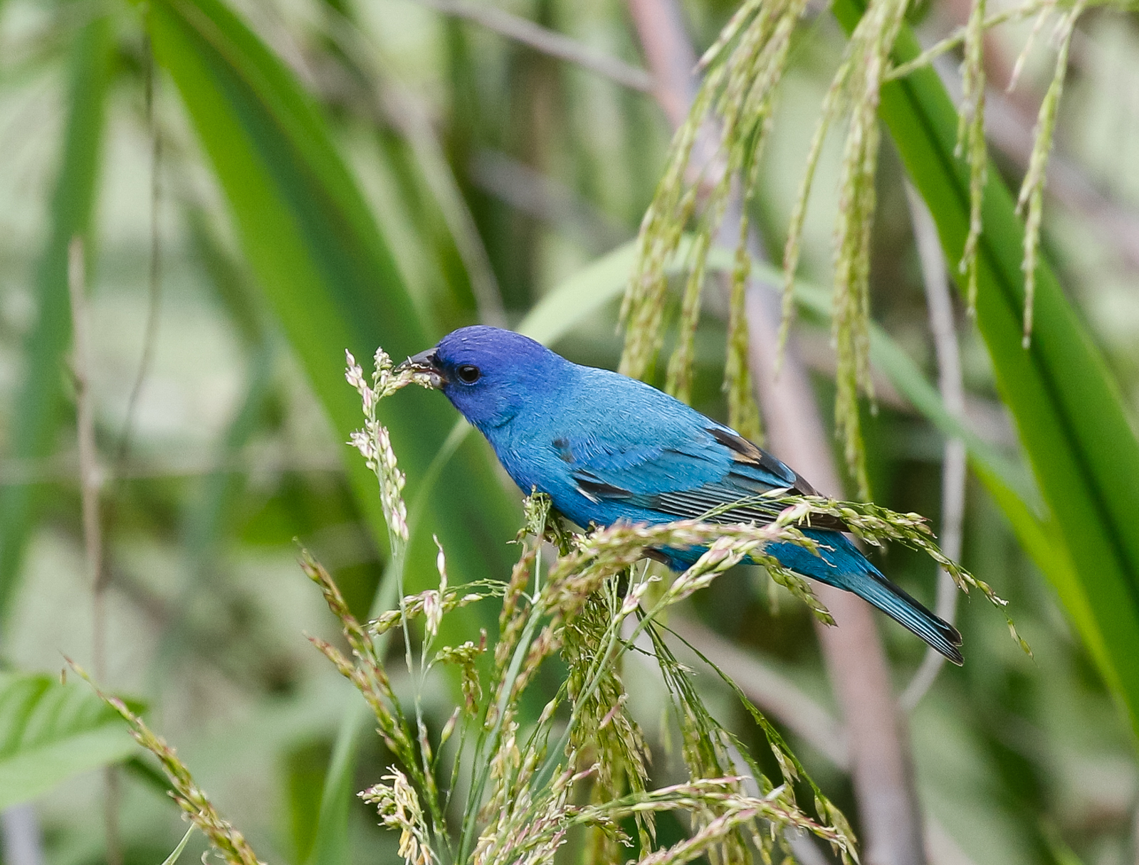 Indigo Bunting