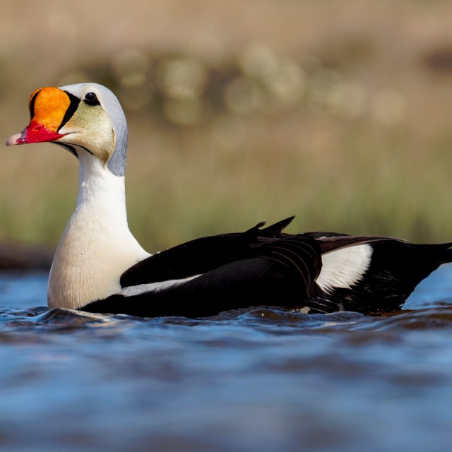 King Eider