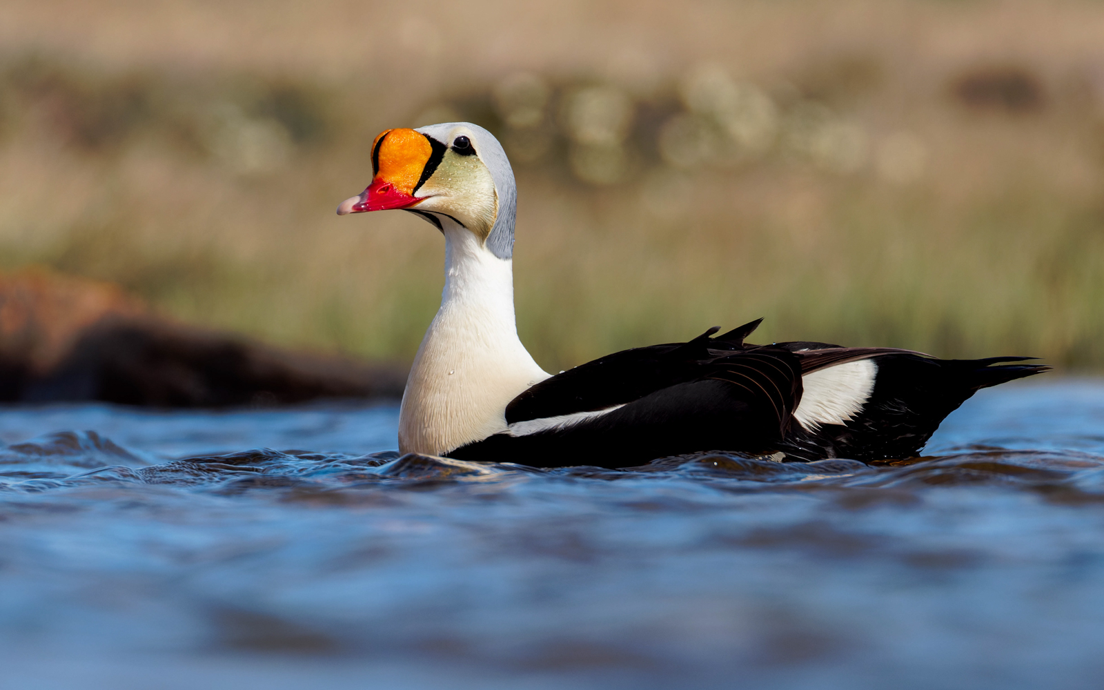 King Eider