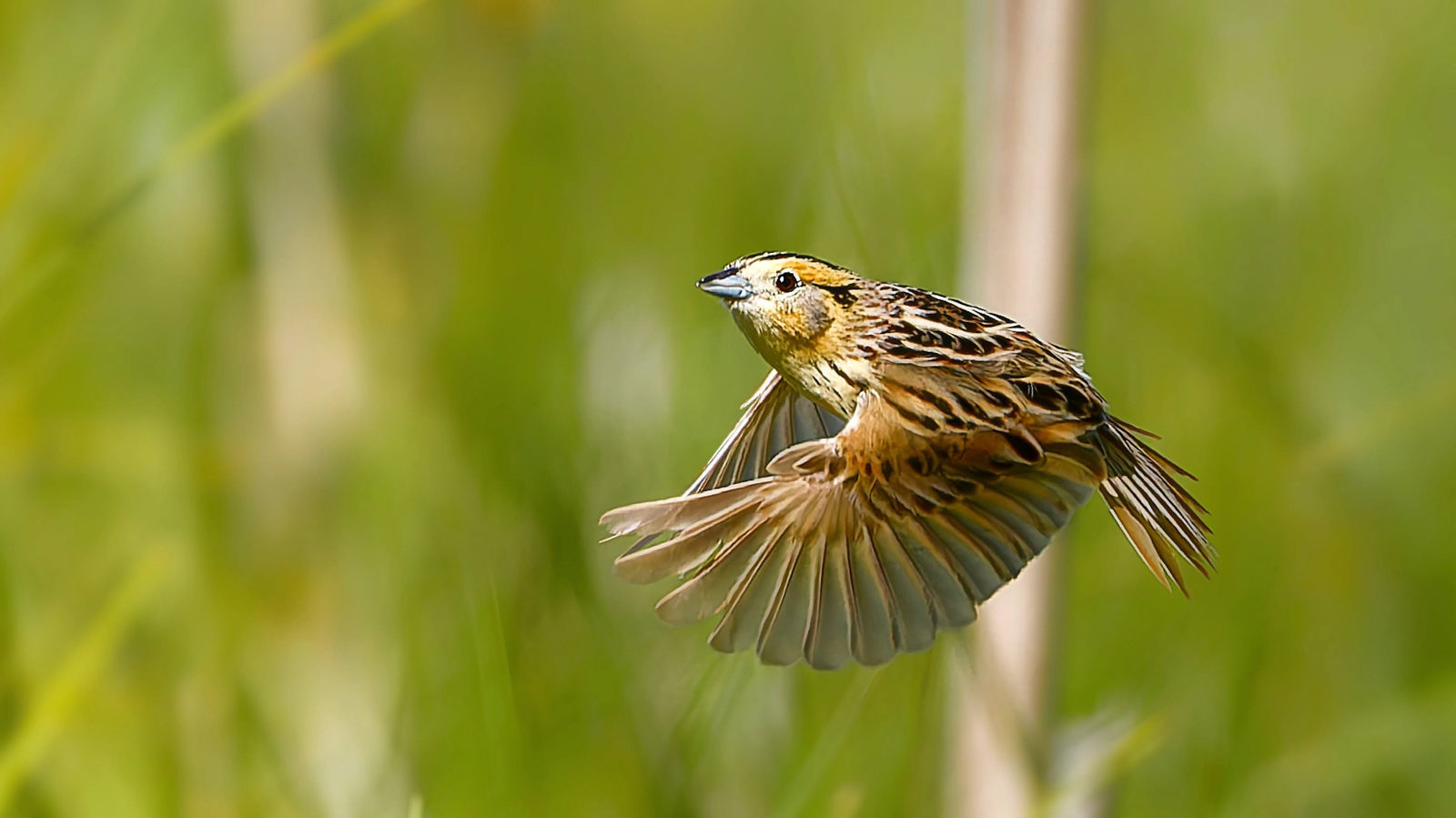 LeConte's-Sparrow-Sumeet--Mukherjee