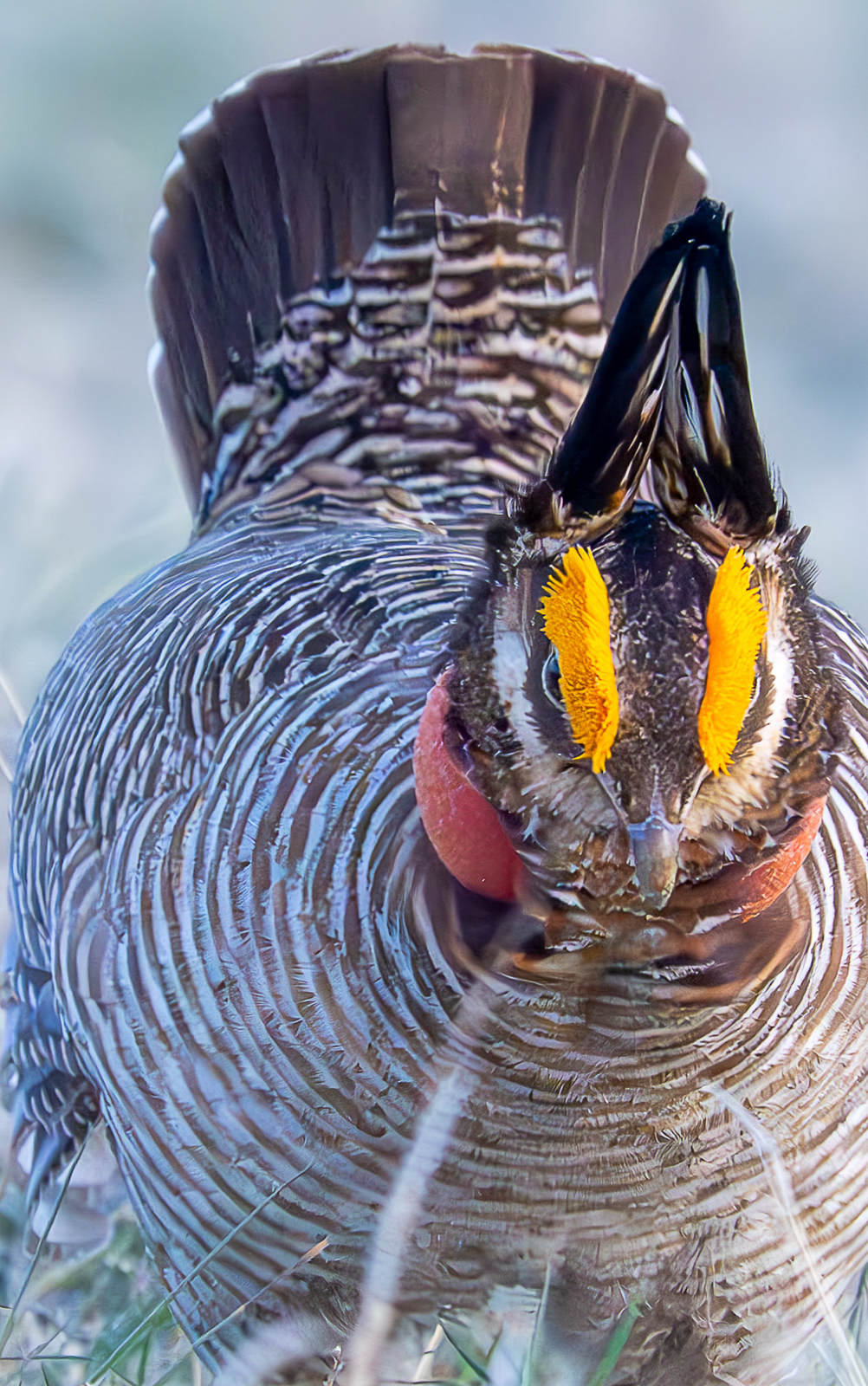 Lesser Prairie-Chicken eye combs