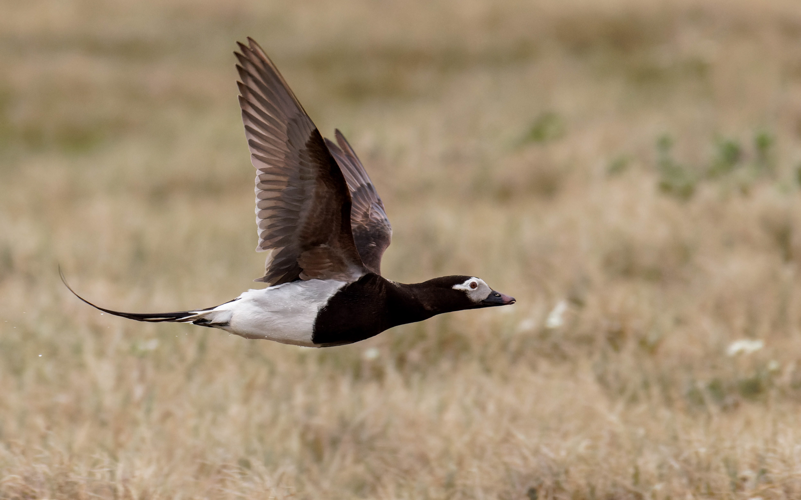 Long-tailed Duck