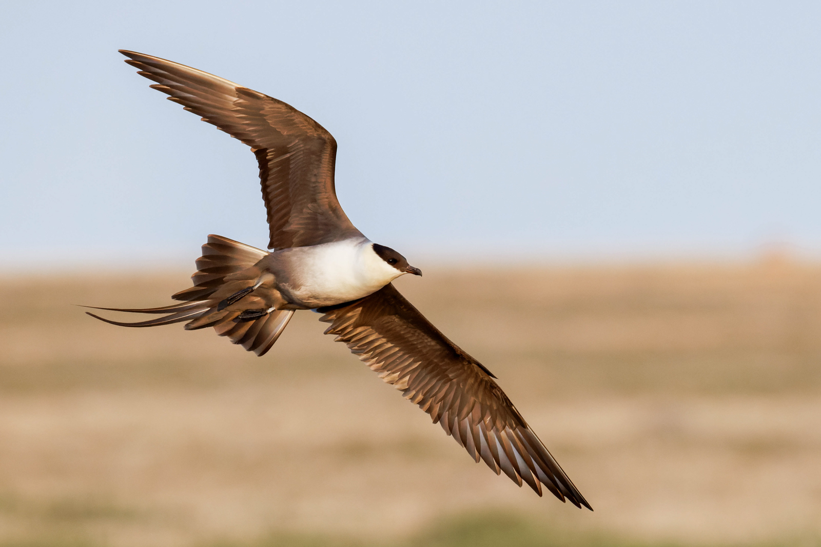 Long-tailed Jaeger