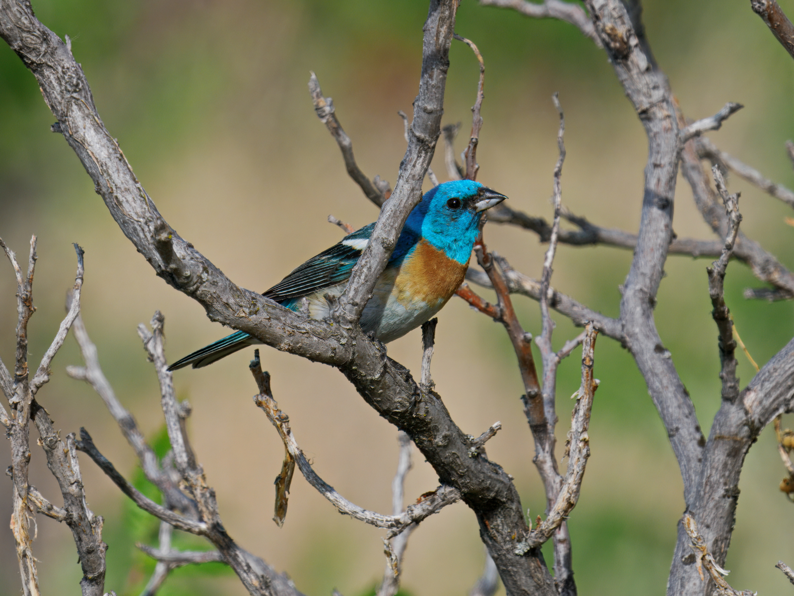 Lazuli Bunting