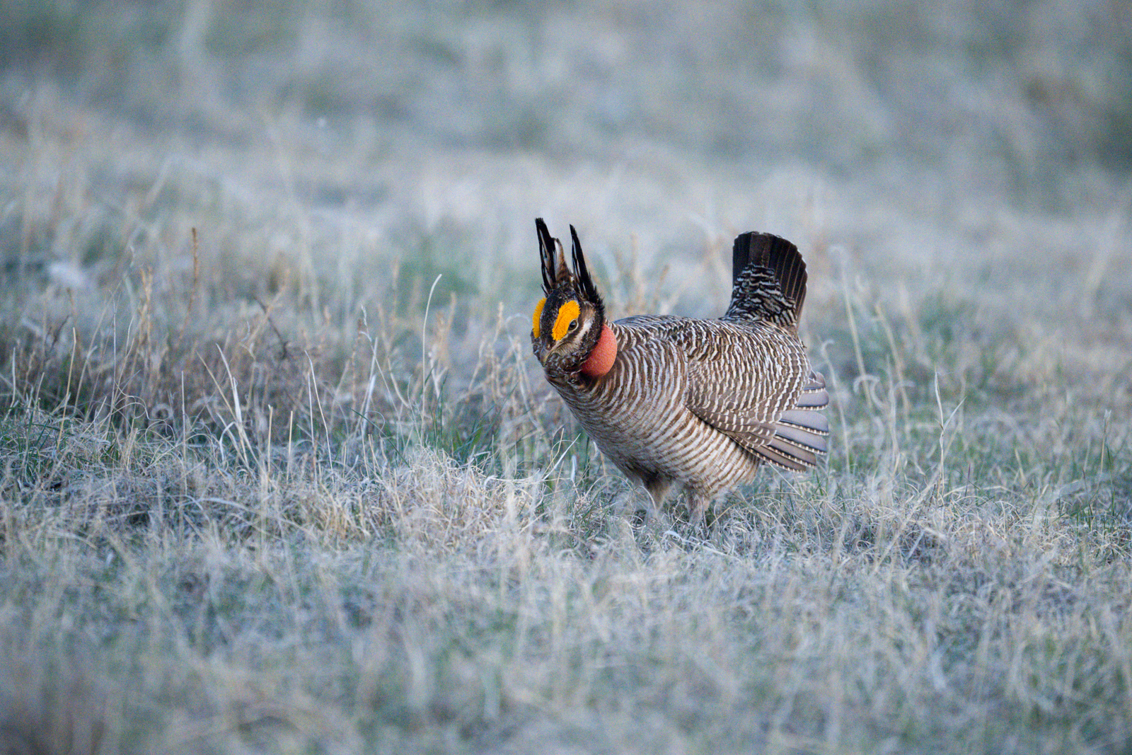 Lesser Prairie-Chicken