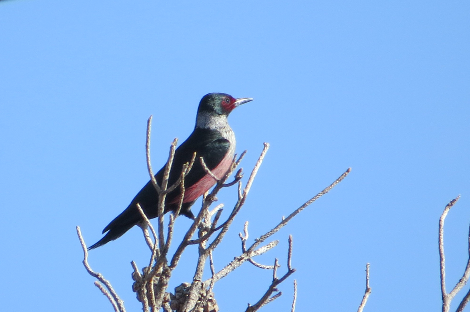 Lewis's Woodpecker