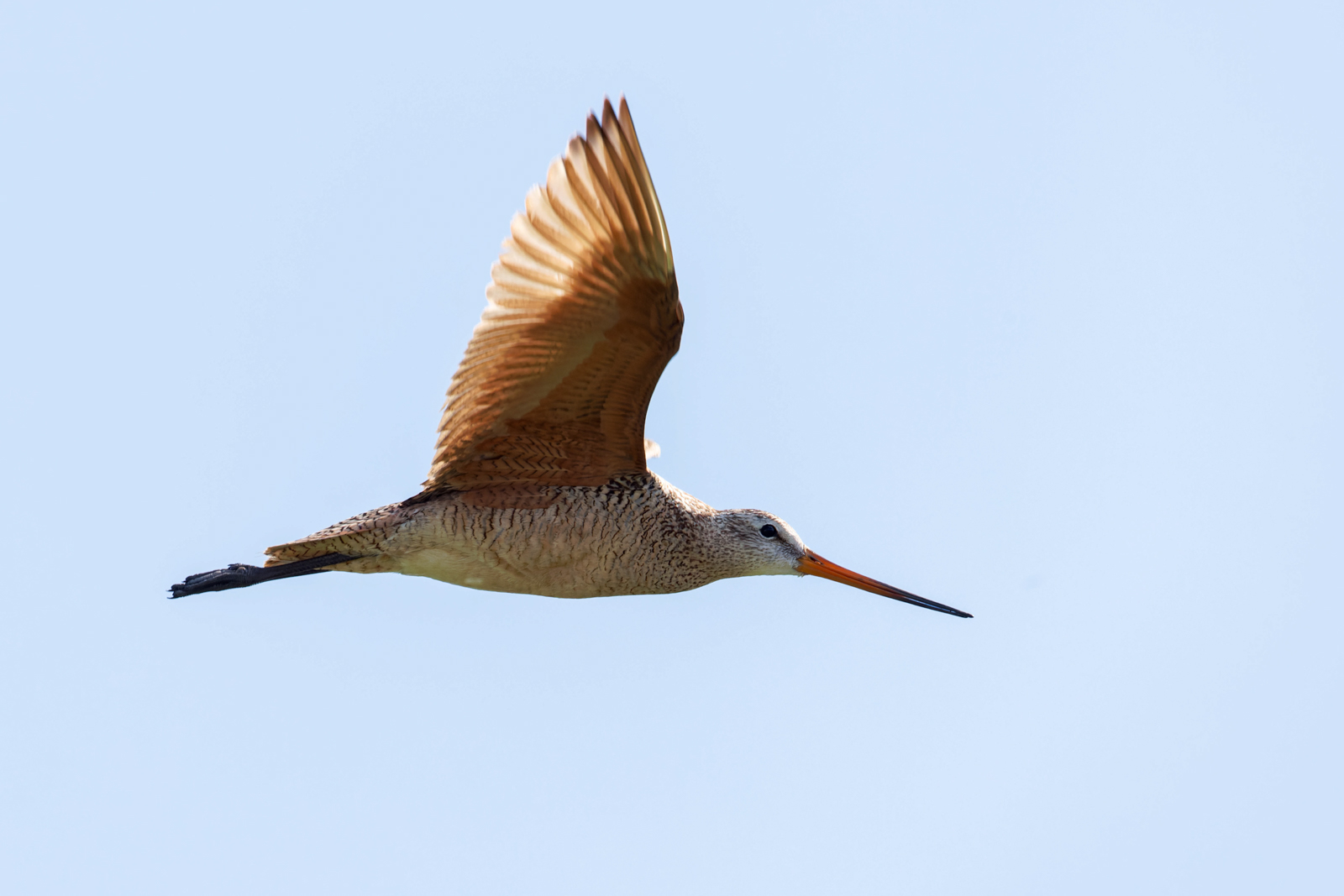Marbled Godwit