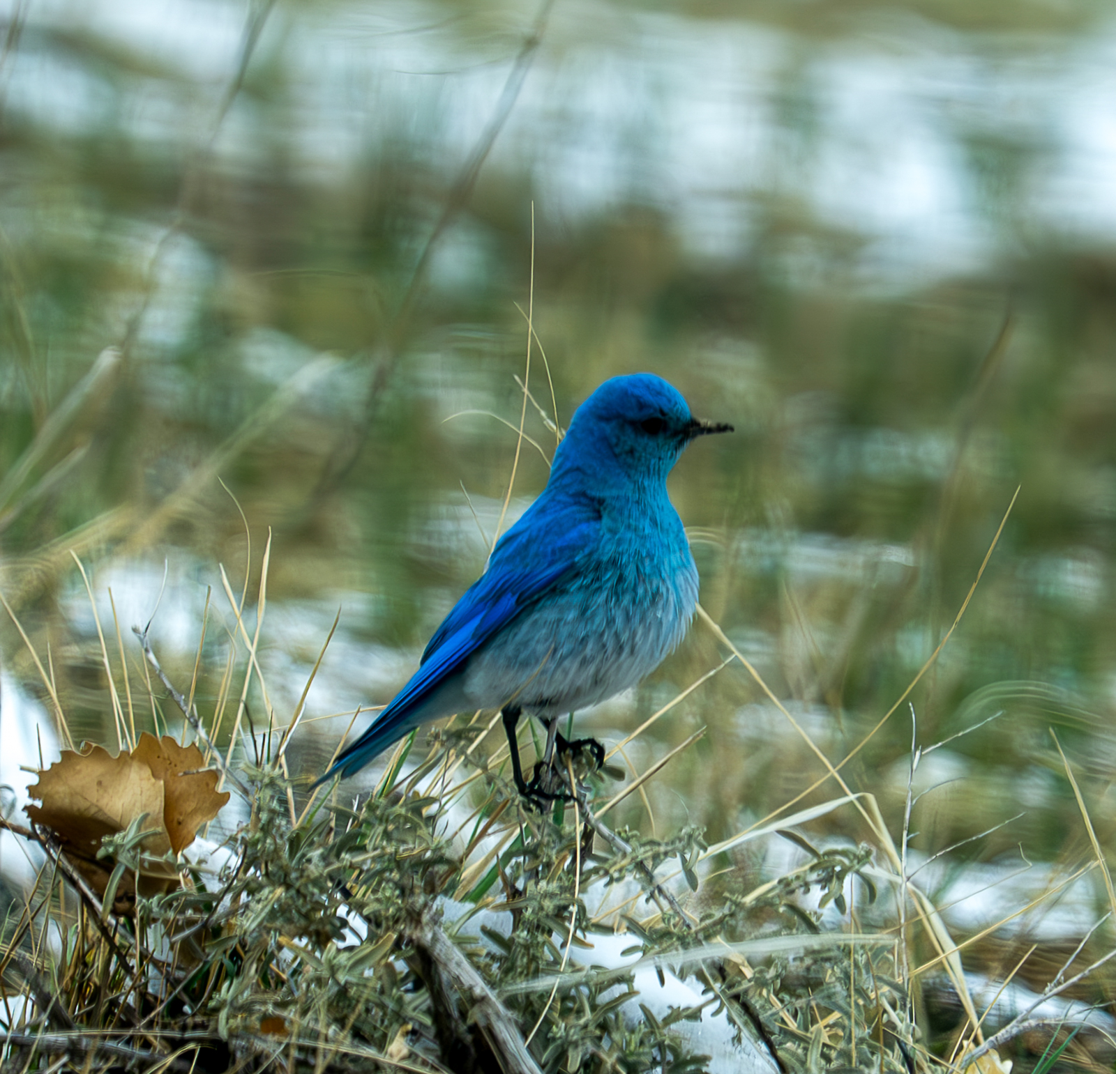 Mountain Bluebird