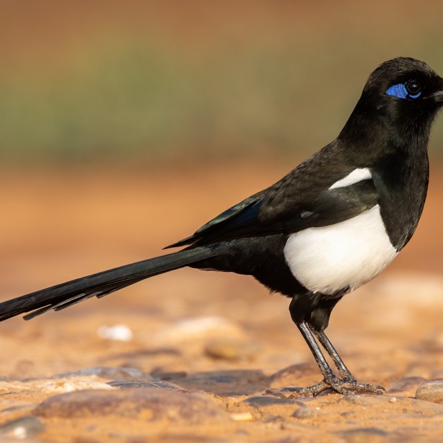 Maghreb Magpie