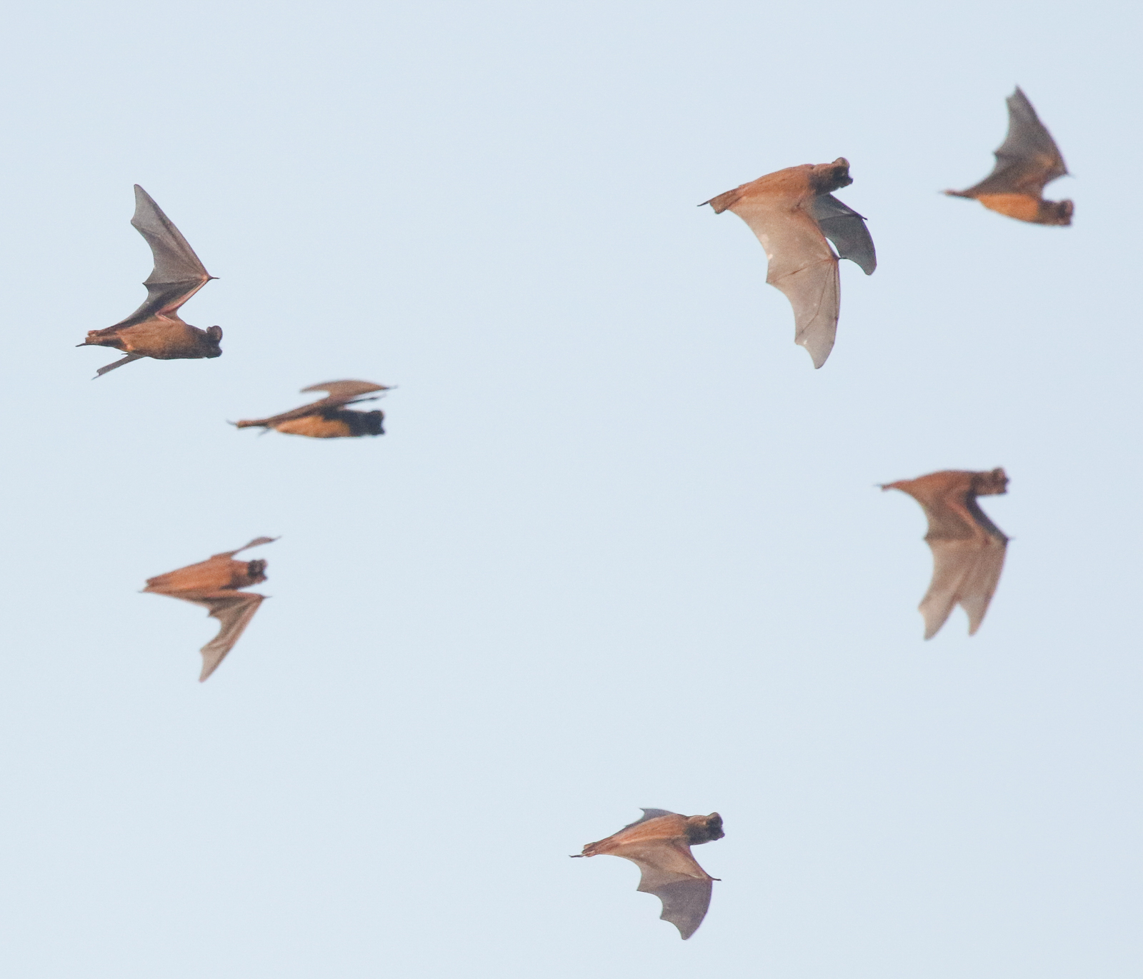 Mexican Free-tailed Bats