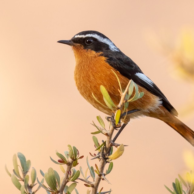 Moussier's Redstart