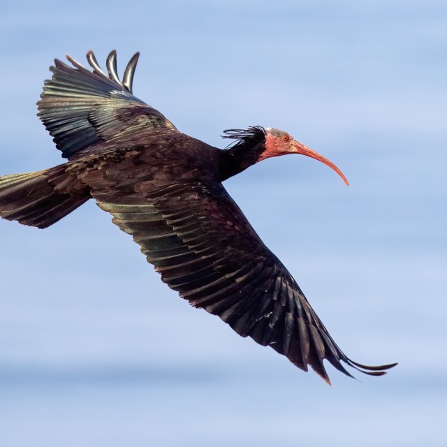 Northern Bald Ibis