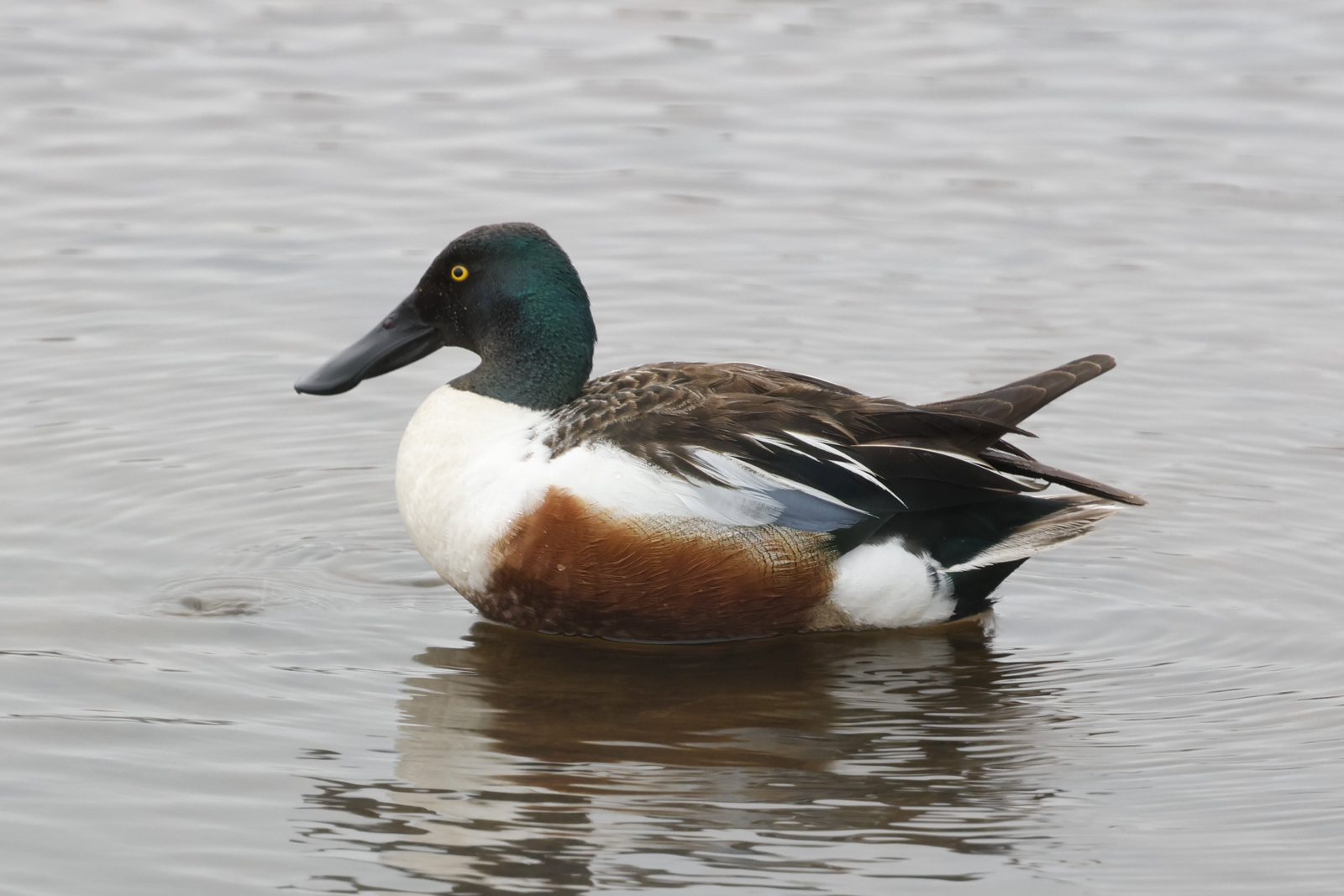 Northern Shoveler
