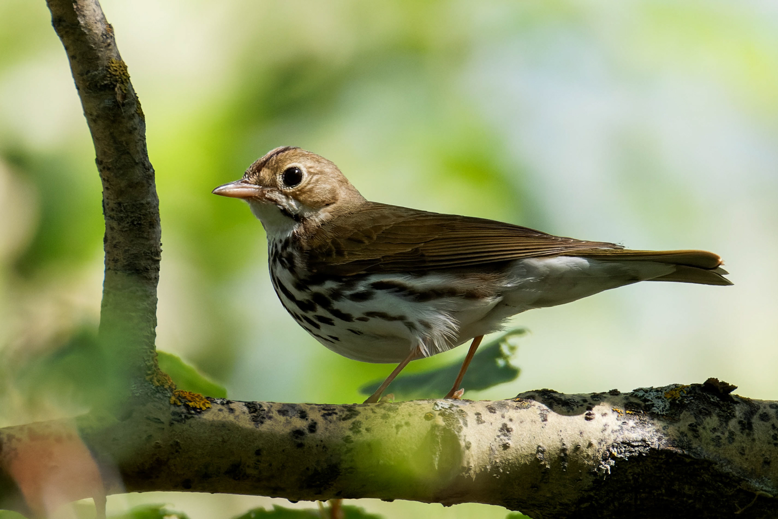 Ovenbird