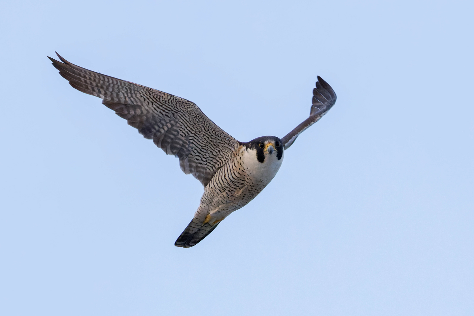 Peregrine Falcon