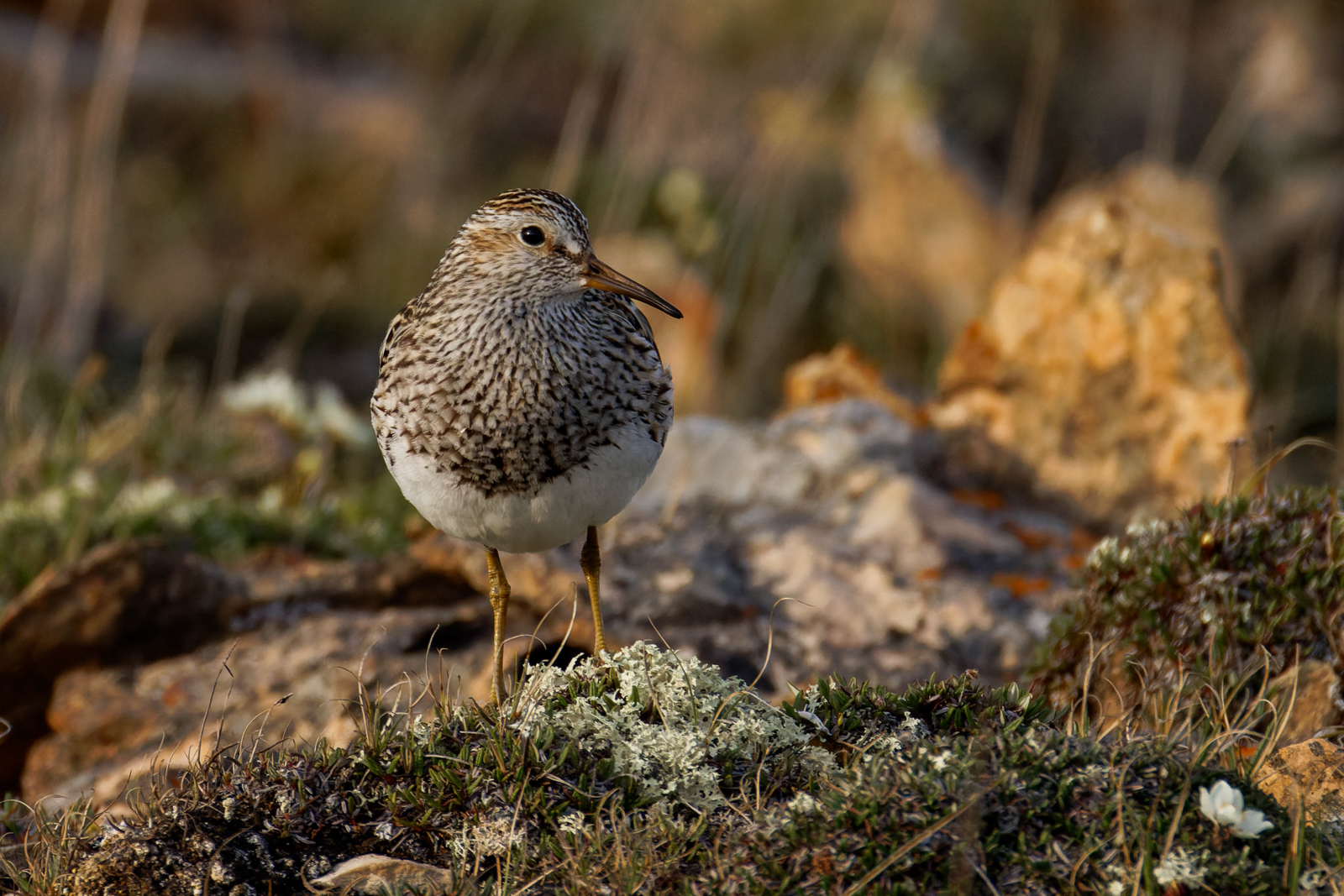 Pectoral Sandpiper