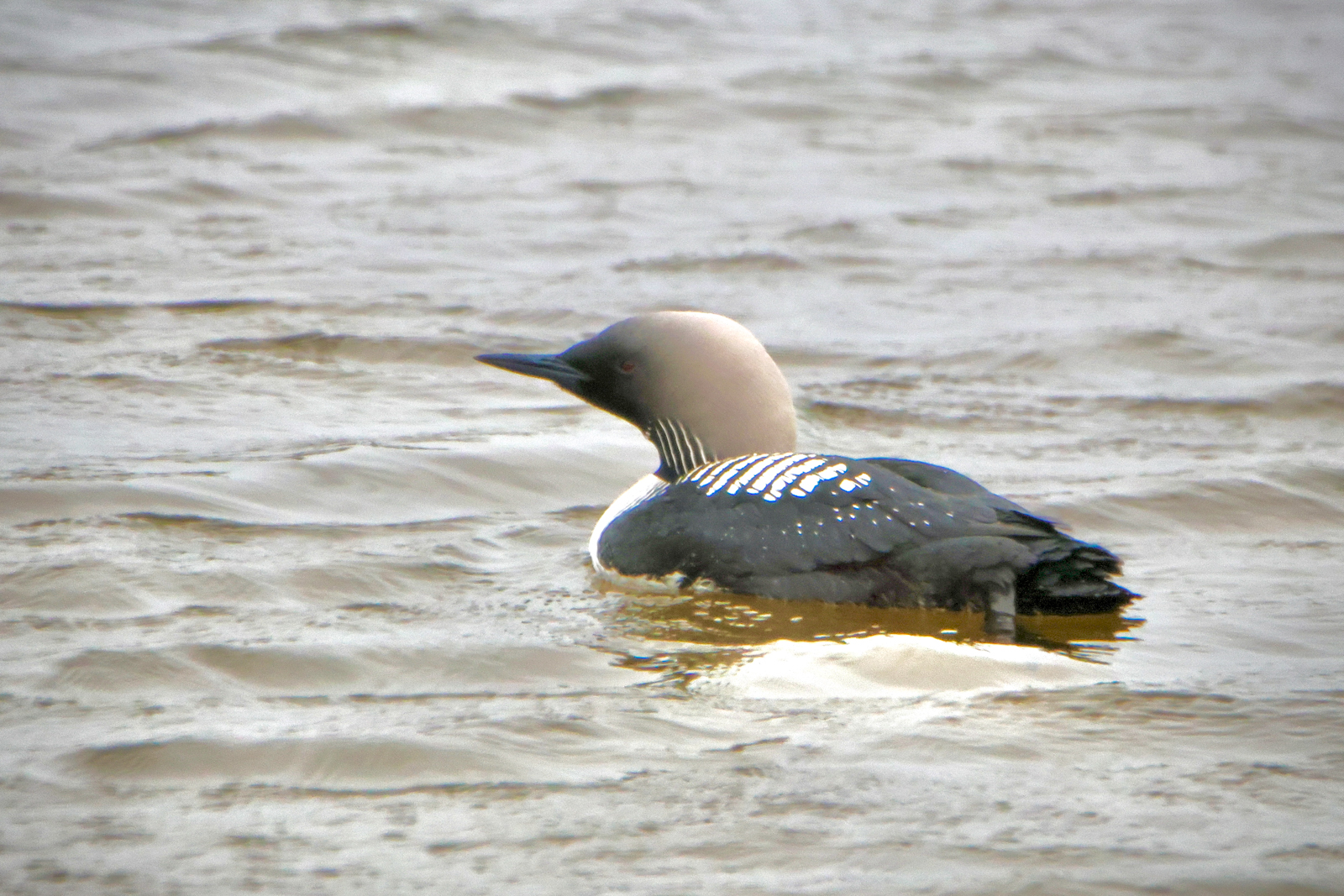 Pacific Loon