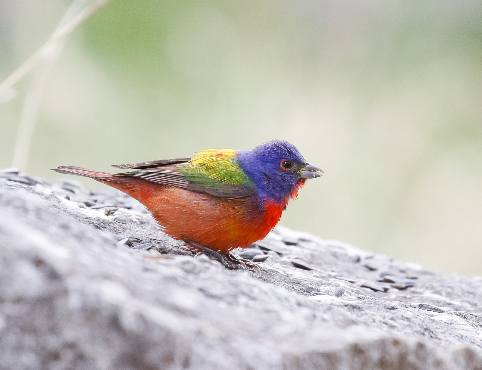 Painted Bunting