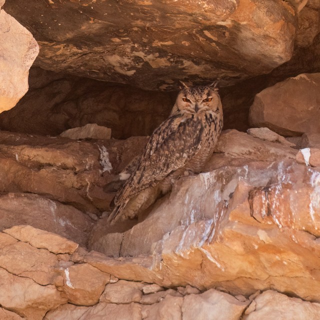 Pharaoh Eagle-Owl