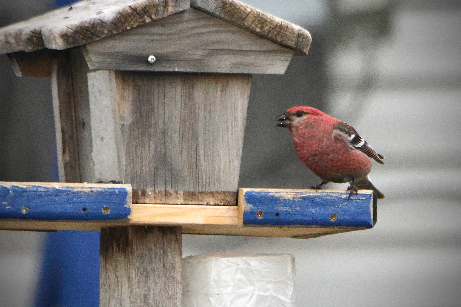 Pine Grosbeak