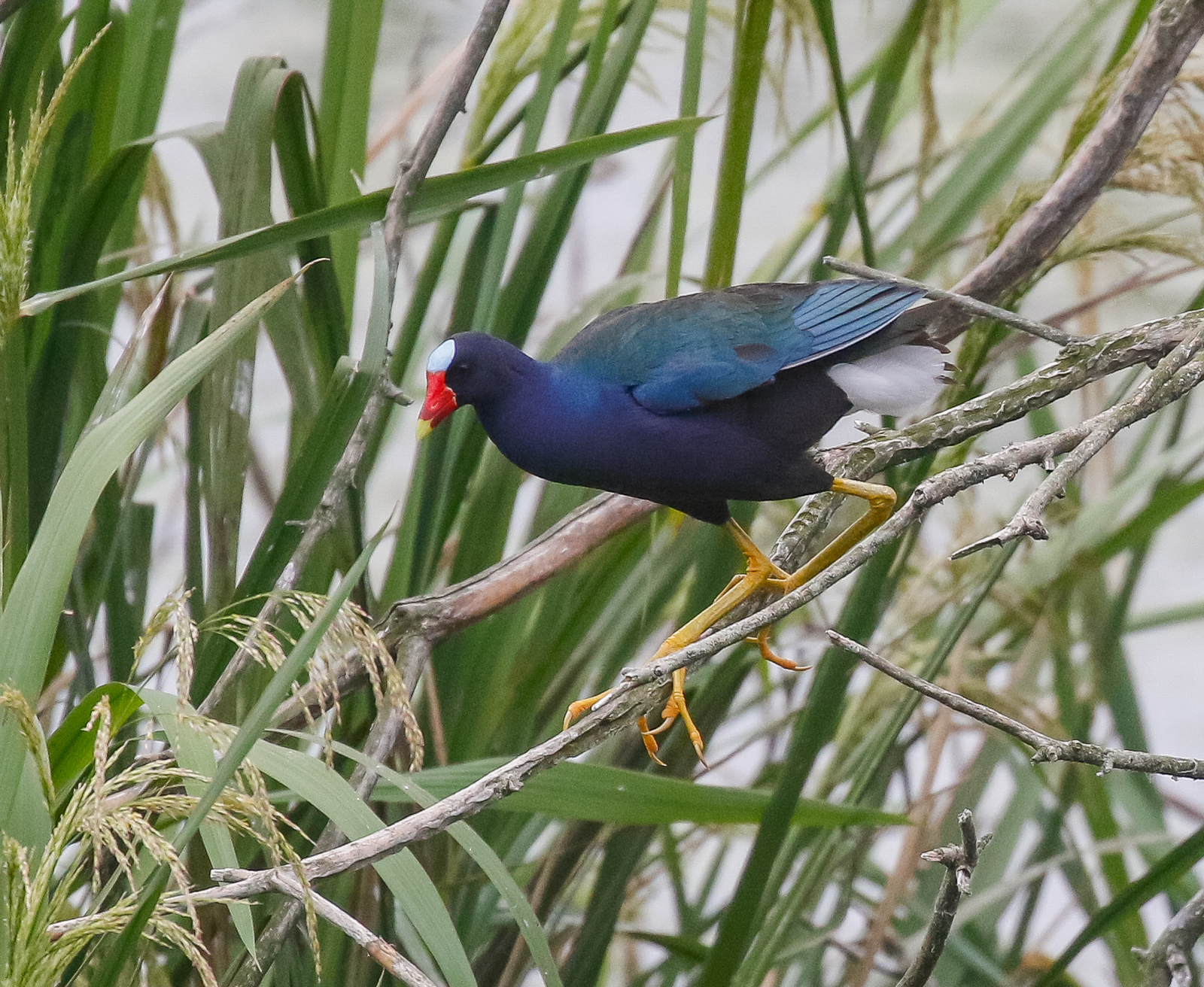 Purple Gallinule