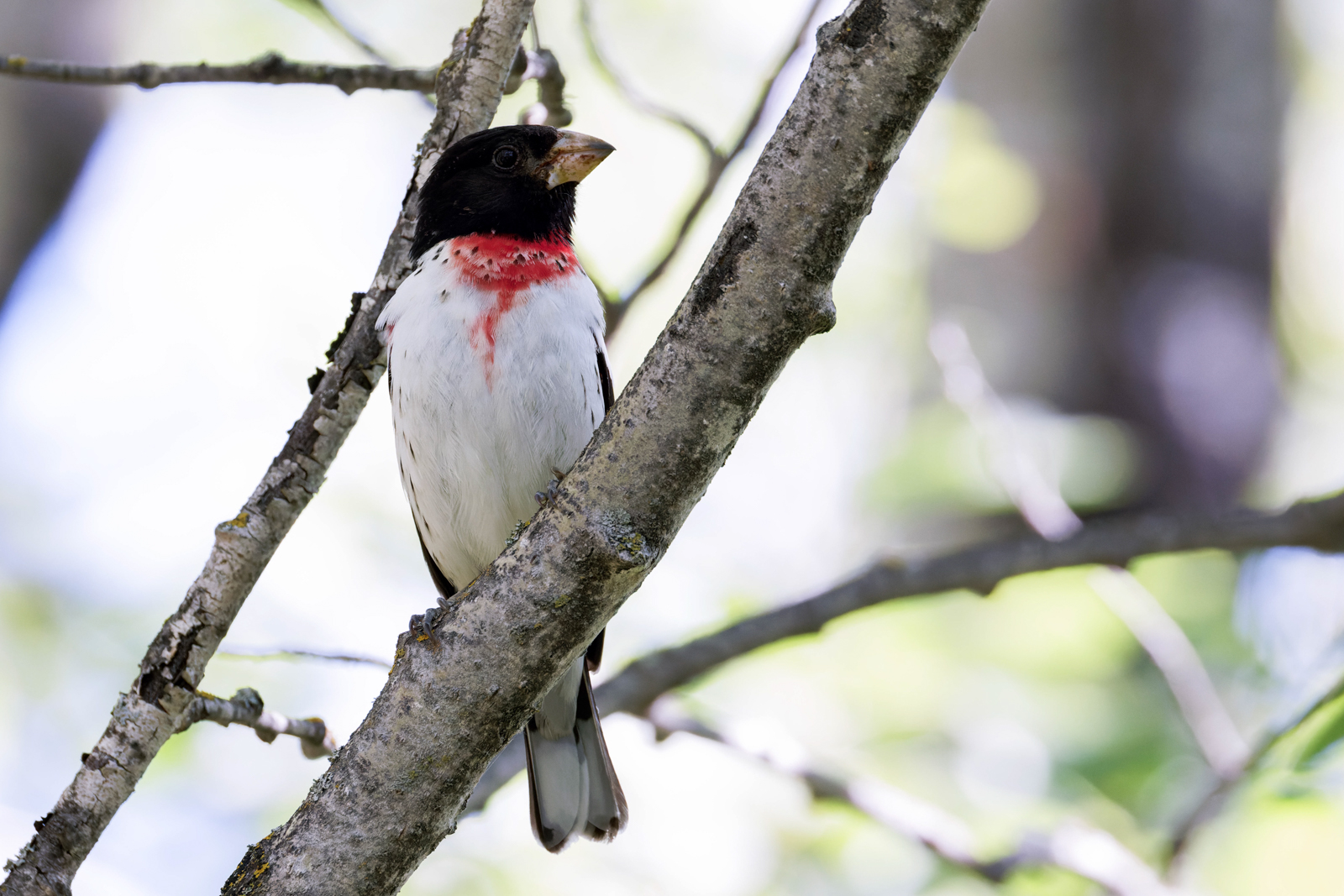Rose-breasted Grosbeak