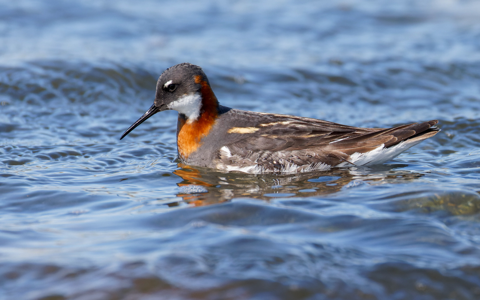 Red-necked Phalarope