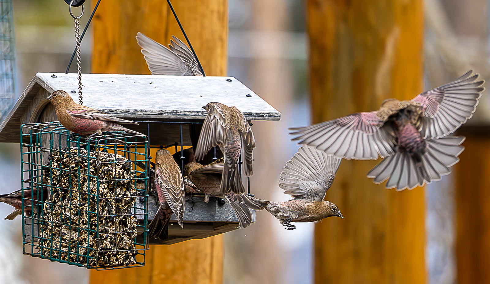 Rosy-Finches at feeders