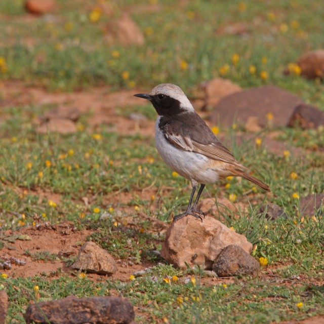 Red-rumped Wheatear (Oenanthe moesta) male perched on rock