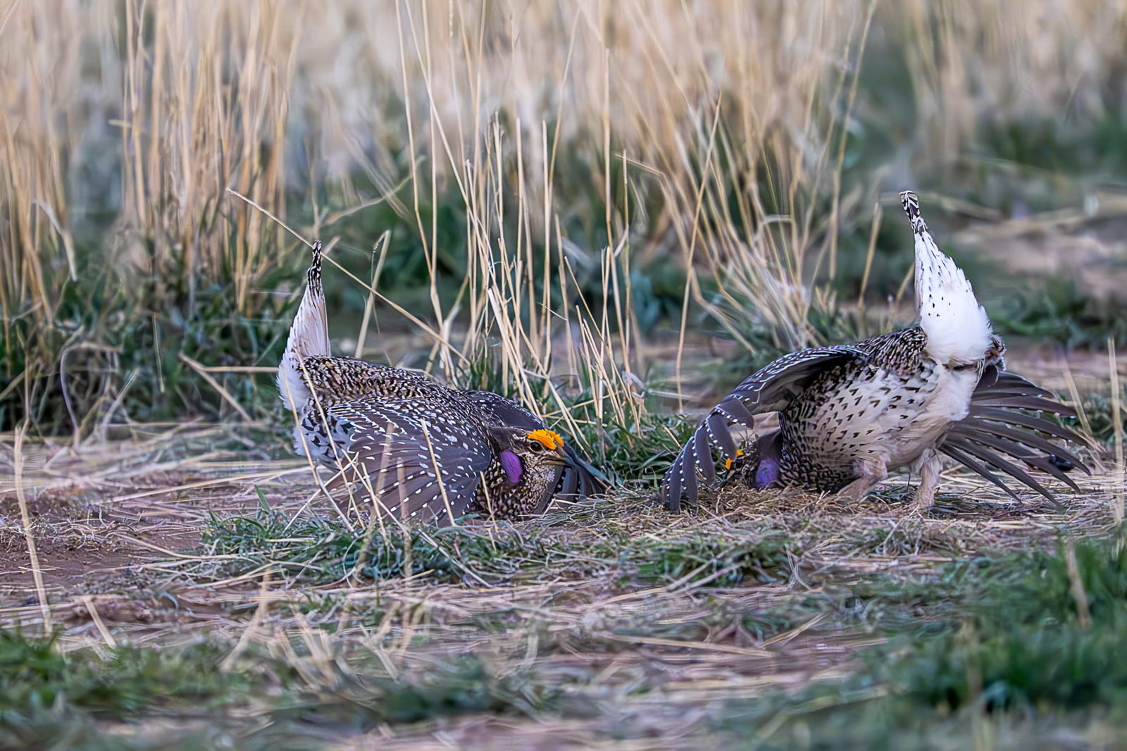 Sharp-tailed Grouse
