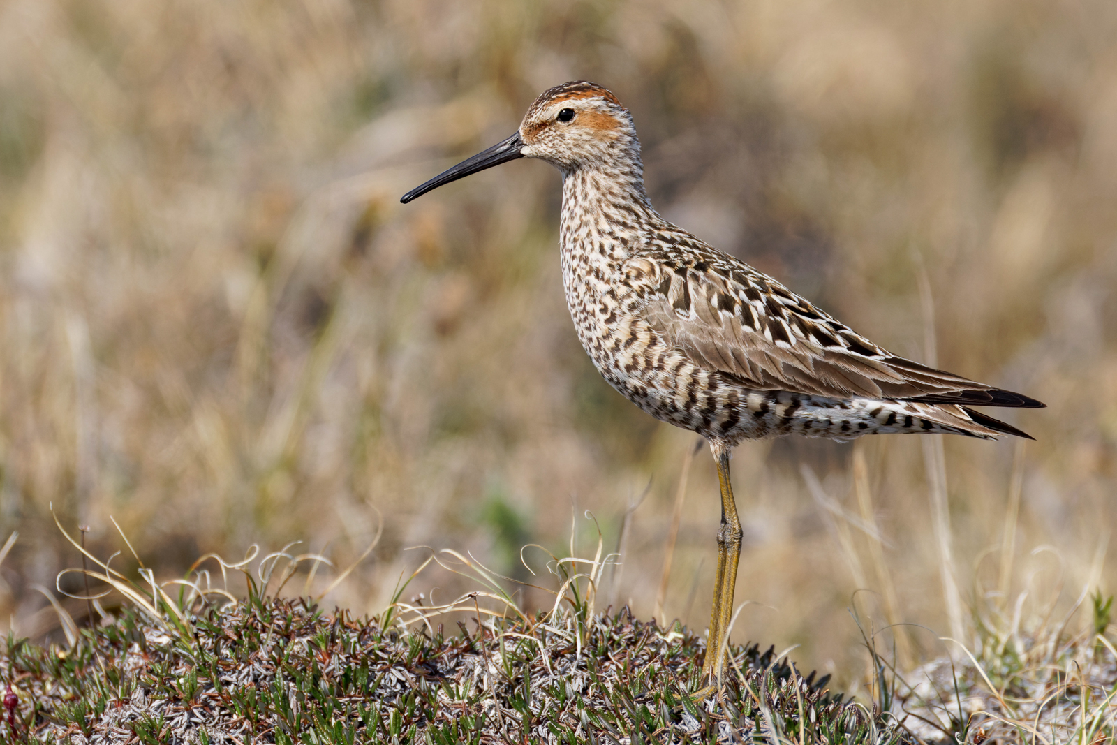 Stilt Sandpiper