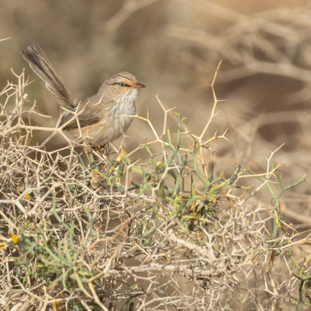 Saharan Scrub Warbler