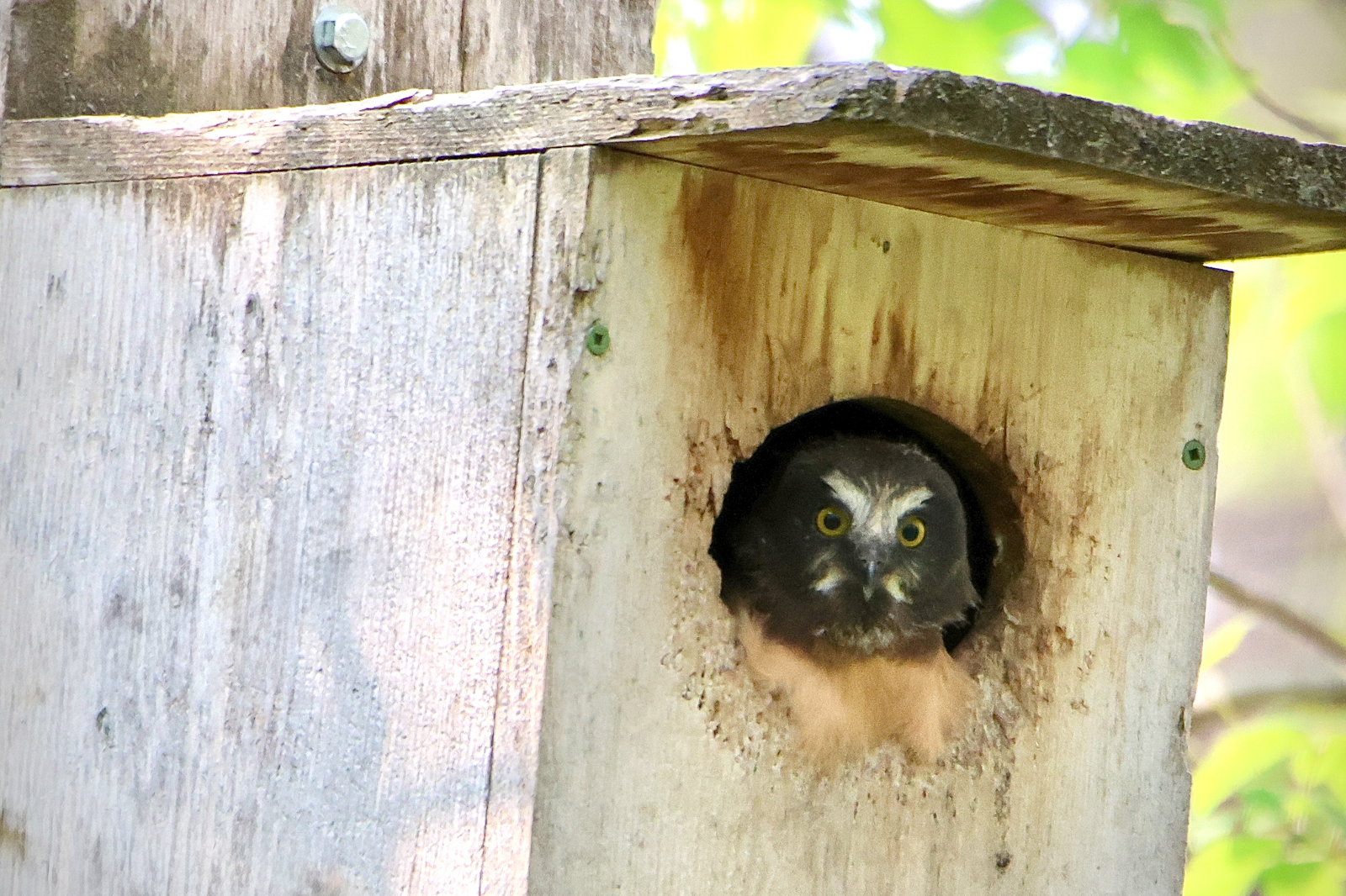 Saw-whet Owl
