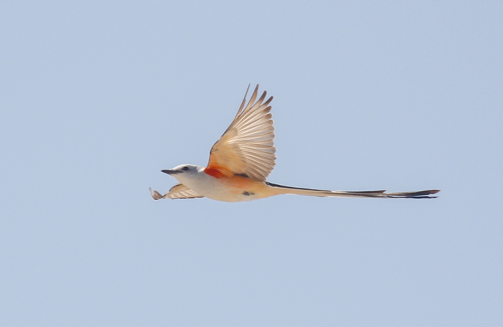 Scissor-tailed Flycatcher