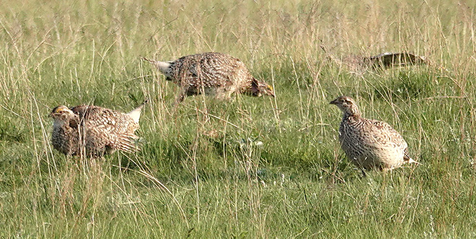 Sharp-tailed Grouse