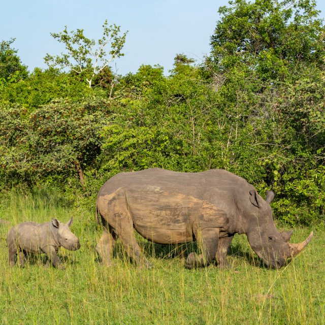 A female Southern White rhinoceros or square-lipped rhinoceros (Ceratotherium simum) with her 10 month old baby in the Ziwa Rhino Santuary in Uganda, East Africa. This is the largest extant species of rhinoceros.