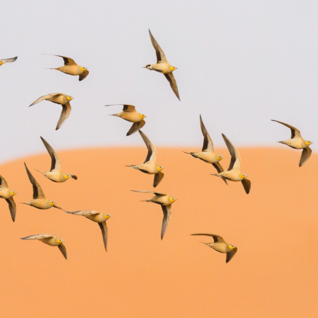 Spotted Sandgrouse
