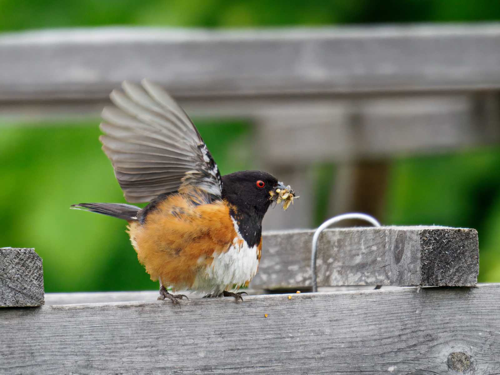 Spotted Towhee